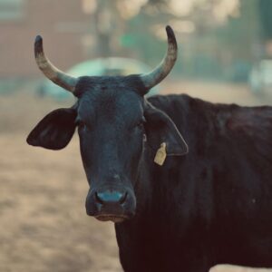 Leverage Dynamics and Volatility Risks in the Direxion Daily Korea Bull ETF
