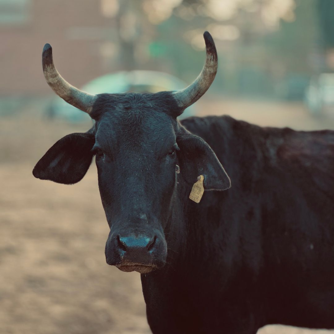 Leverage Dynamics and Volatility Risks in the Direxion Daily Korea Bull ETF